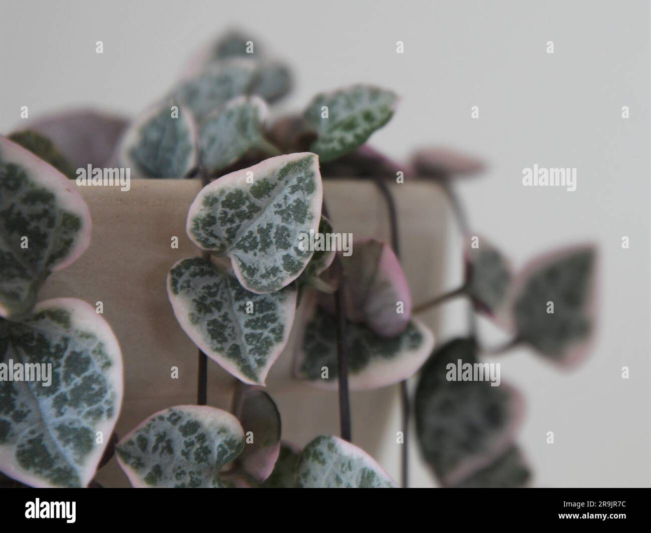 Nahaufnahme der mehrfarbigen Herzschnur-Zimmerpflanze (Ceropagia woodii variegata), isoliert auf weißem Hintergrund. Stockfoto