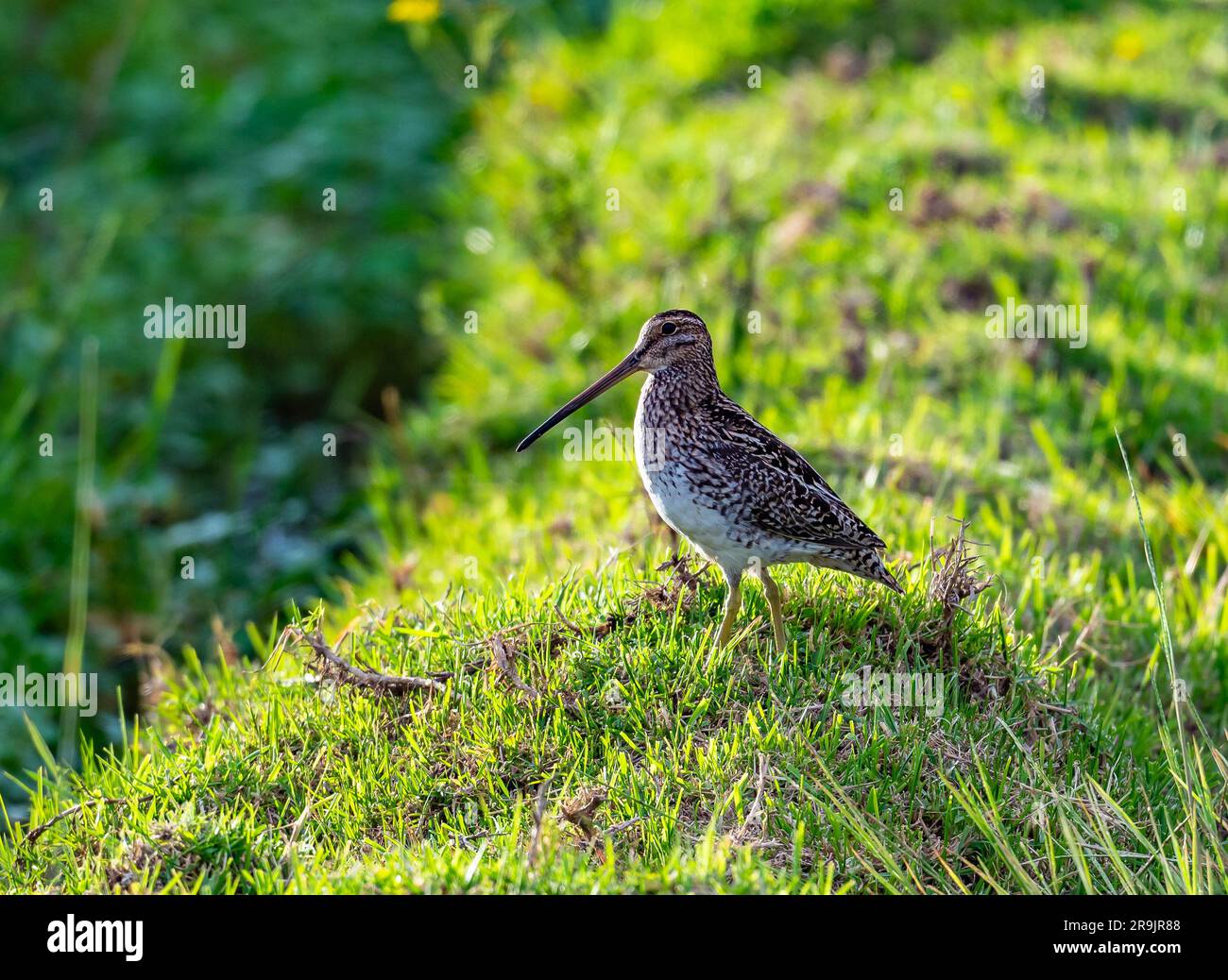 Eine edle Schnecke (Gallinago nobilis), die im grünen Gras steht. Kolumbien, Südamerika. Stockfoto