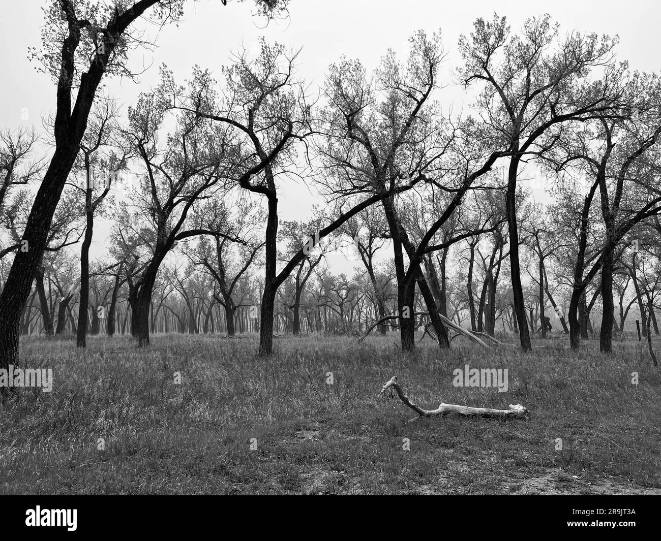 Der Campingplatz der North Unit im Theodore Roosevelt National Park in North Dakota. Stockfoto