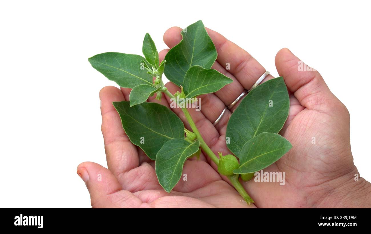 Withania somnifera, auch bekannt als Ashwagandha, indischer Ginseng, Giftstachelbeere oder Winterkirsche, ist eine Pflanze in den Solanaceae Stockfoto