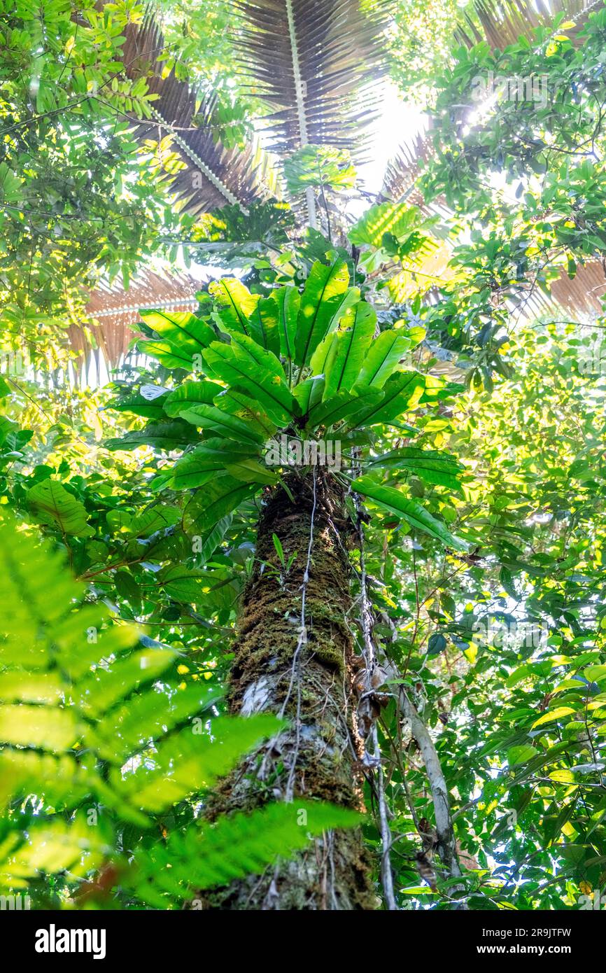 Vertikales Foto mit Blick auf den Himmel einer Palme in einem dichten Grundwald im Dschungel des ecuadorianischen Amazonas, Ecuador, Südamerika. Stockfoto
