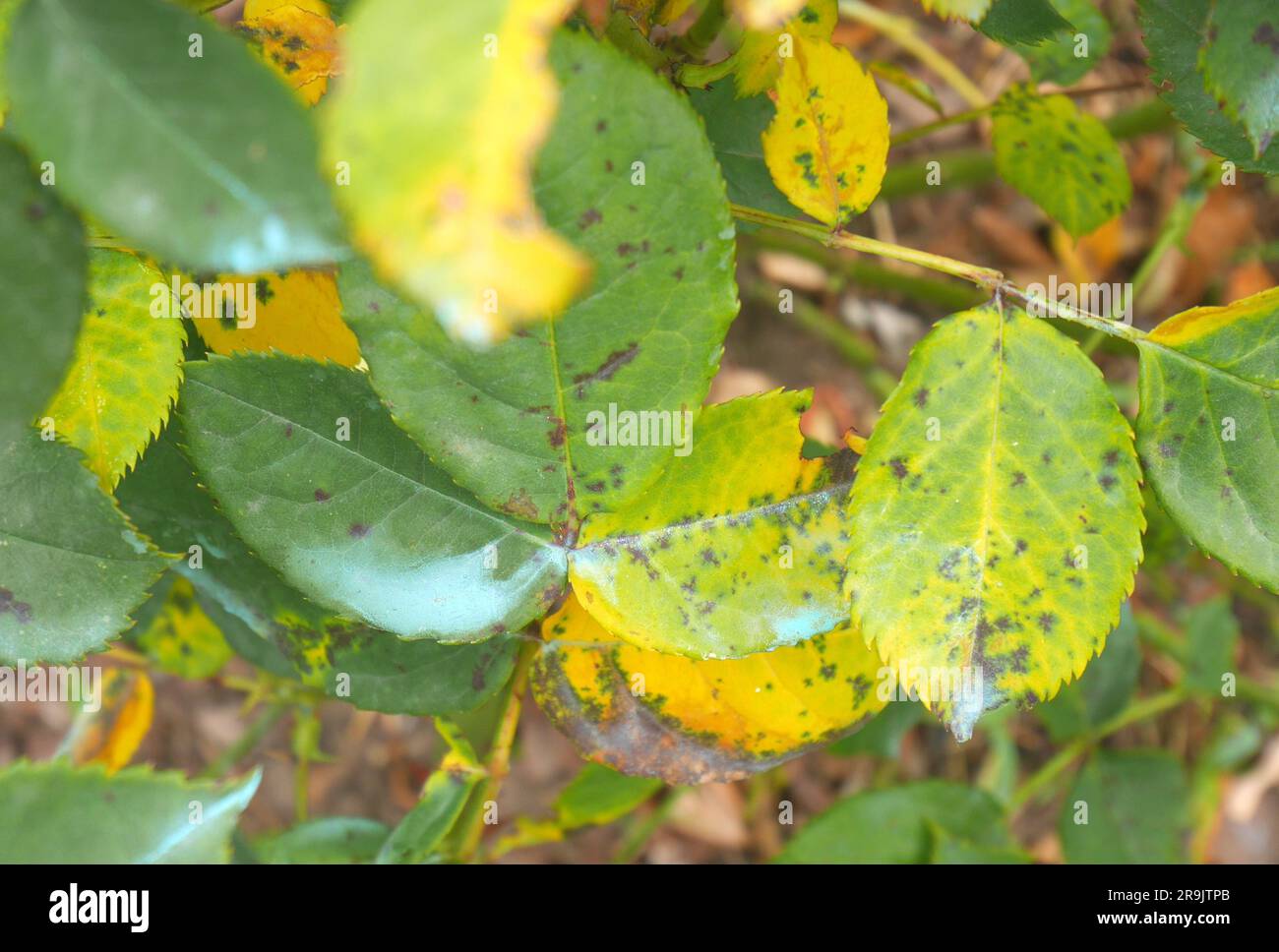 Rosenbusch mit Schwarzfleckenkrankheit durch den Pilz Diplocarpon rosae. Die blaue Färbung auf den Blättern ist eine antimykotische Behandlung. Stockfoto