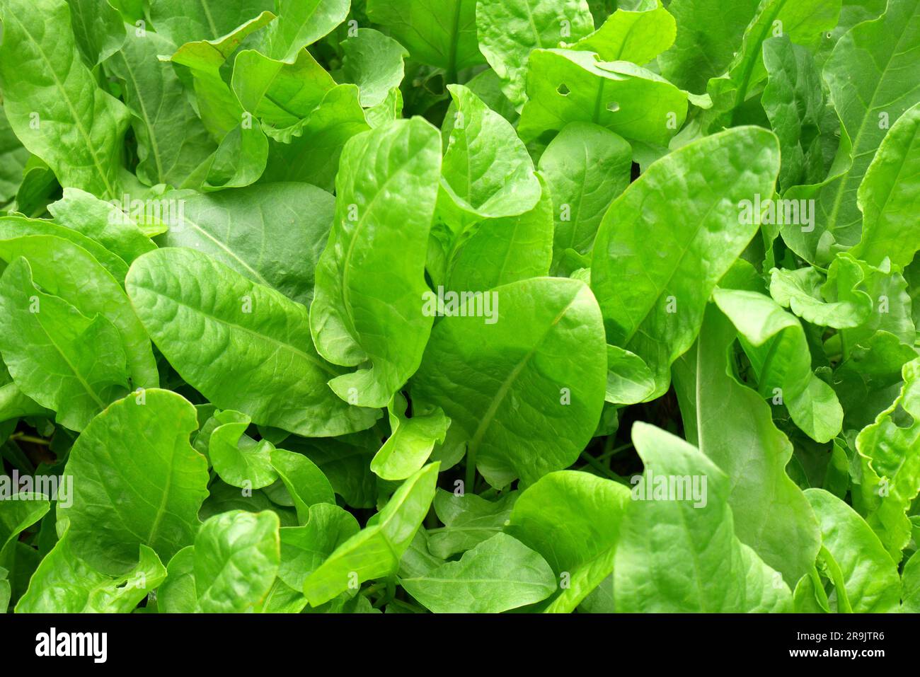 Sorrel, Rumex acetosa, wächst in einem Garten, Szigethalom, Ungarn Stockfoto