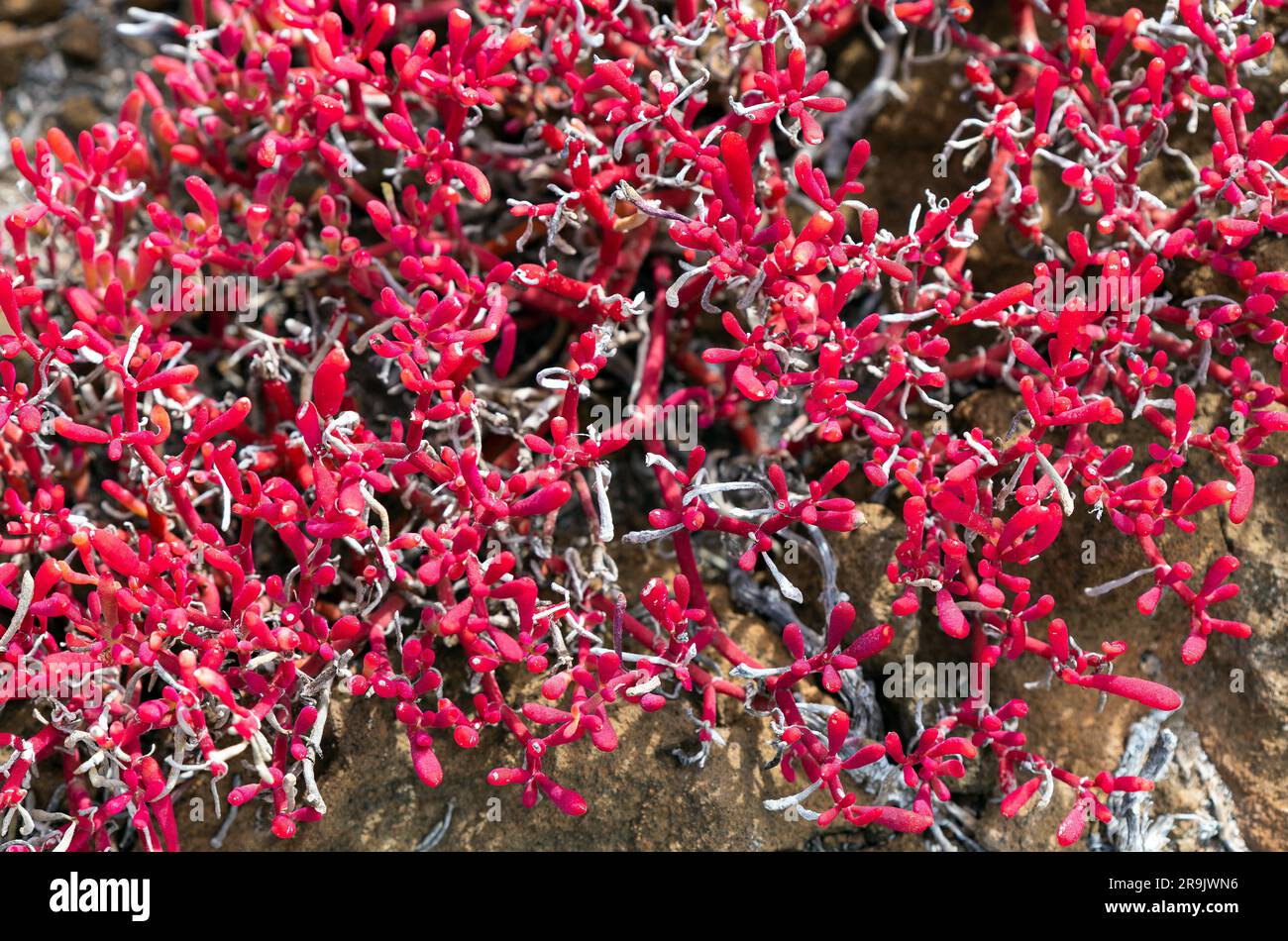 Rote Sesuvium-Pflanze (Sesuvium edmonstonei) in der Nähe, Insel San Cristobal, Galapagos-Nationalpark, Ecuador. Stockfoto