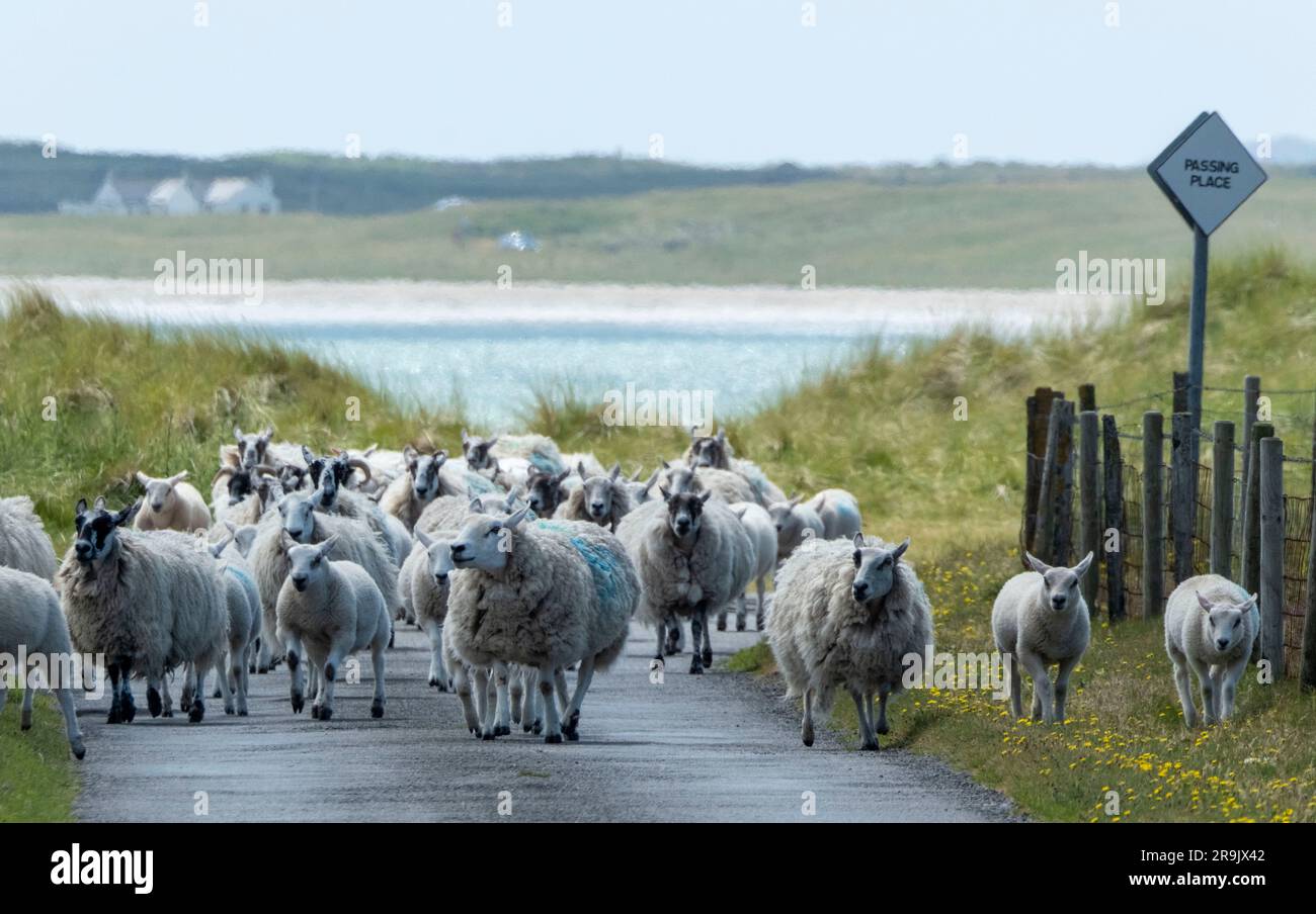 Schafe und Lämmer auf der Straße, Gott Bay, Isle of Tiree, Schottland Stockfoto