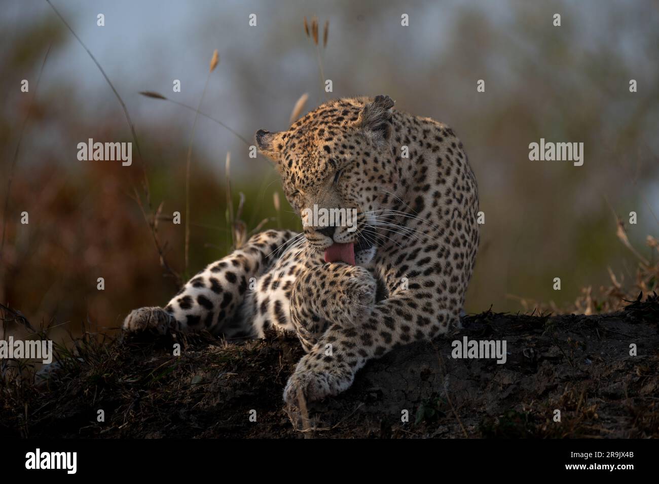 Ein Leopard, Panthera Pardus, der sich selbst pflegt. Stockfoto