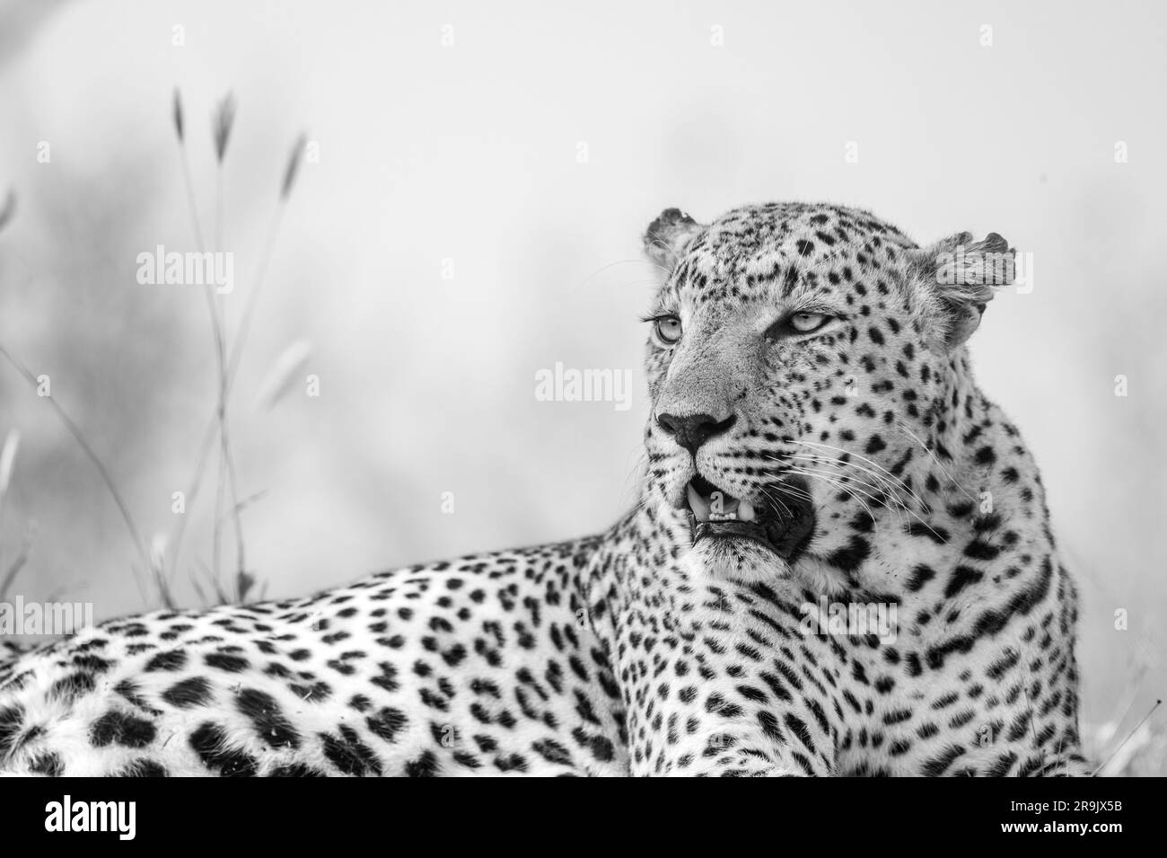 Eine Nahaufnahme eines Leoparden, Panthera Pardus, der zur Seite blickt. Stockfoto