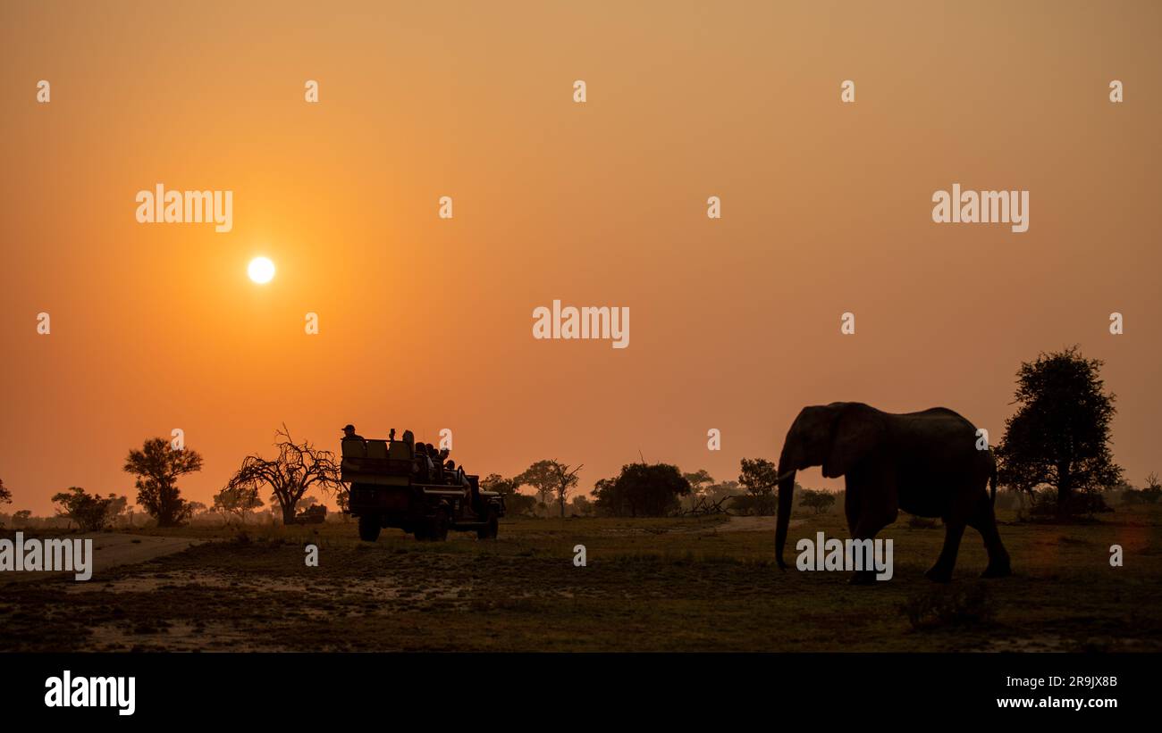 Silhouette eines Elefanten, Loxodonta africana, bei Sonnenuntergang, ein orangefarbenes Leuchten am Himmel. Stockfoto