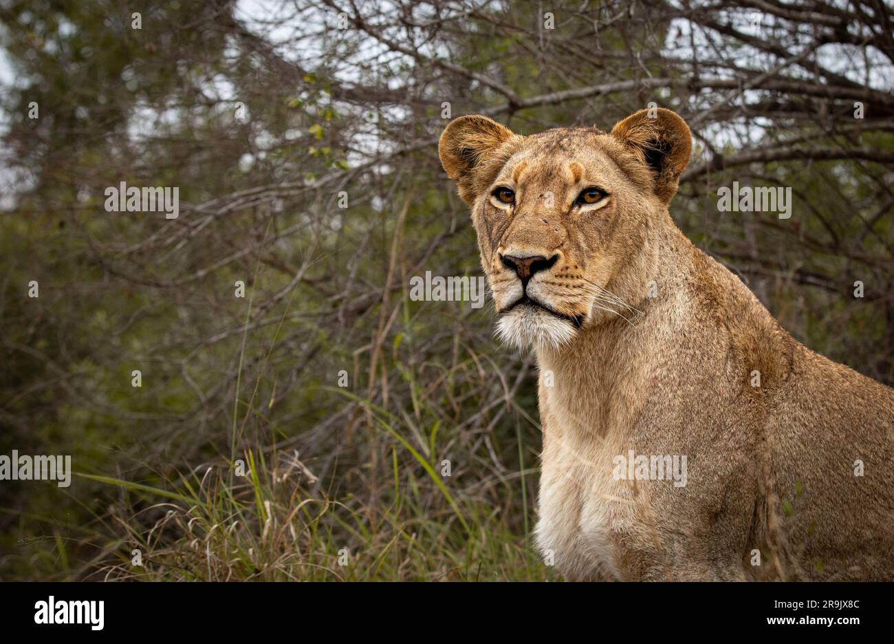 Ein Nahporträt einer Löwin, Panthera leo. Stockfoto