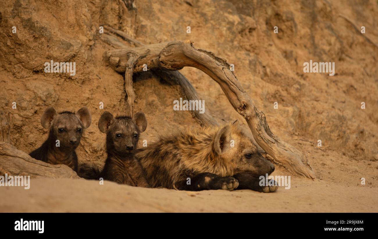 Drei Hyena-Jungen, Hyaenidae, in ihrer Höhle. Stockfoto