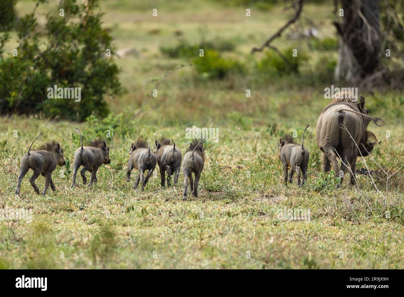 Warzenschweine, Phacochoerus africanus, die zusammen durch kurzes Gras laufen. Stockfoto