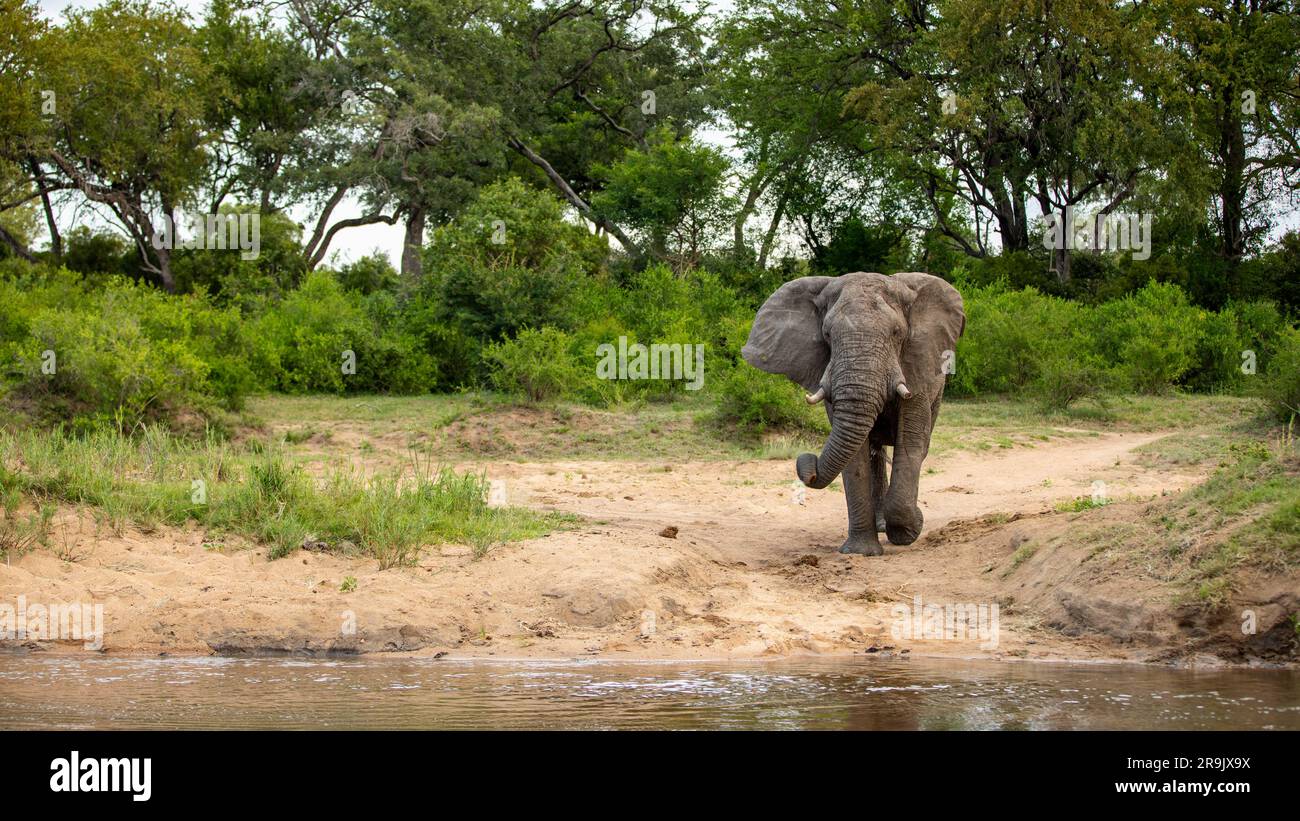 Ein Elefant, Loxodonta africana, der auf einen Fluss zugeht. Stockfoto