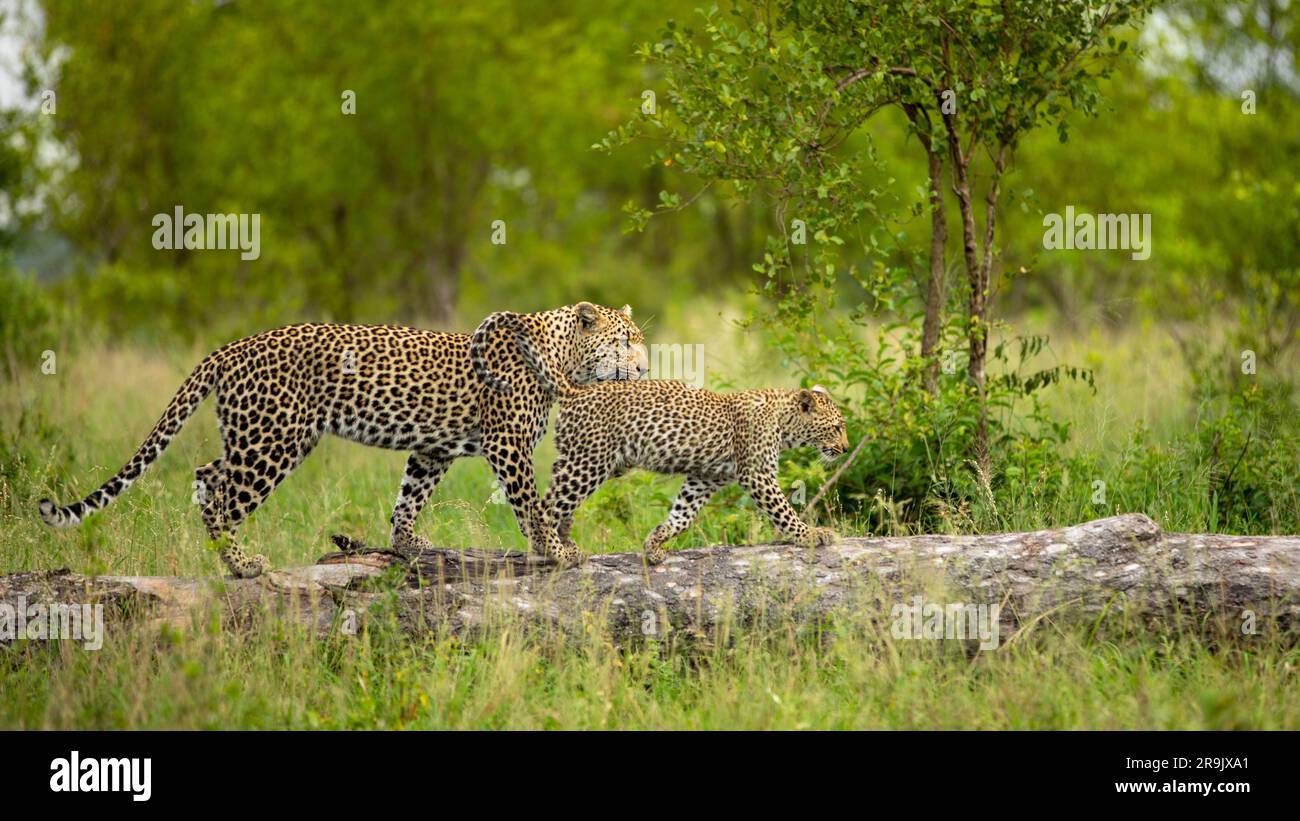 Ein Leopard und ihr Junges, Panthera pardus, klettern auf einen Baum. Stockfoto