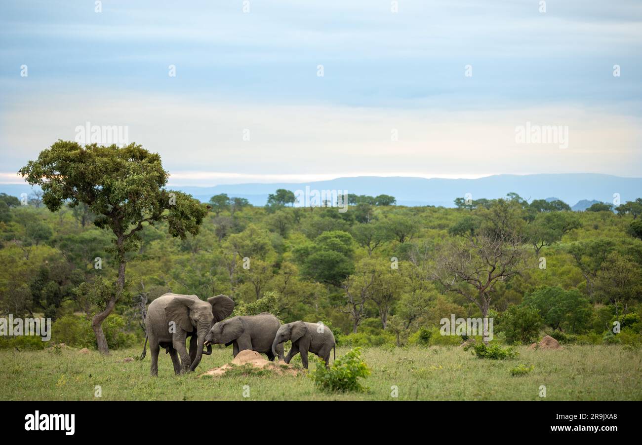 Elefanten, Loxodonta africana, eine kleine Gruppe von Tieren zusammen, ein ausgewachsenes Tier und zwei kleinere Kälber. Stockfoto