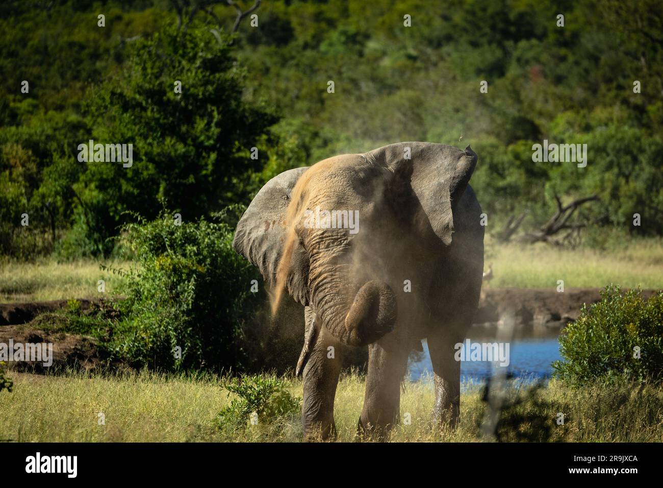 Ein Elefant, Loxodonta africana, Staubbaden. Stockfoto