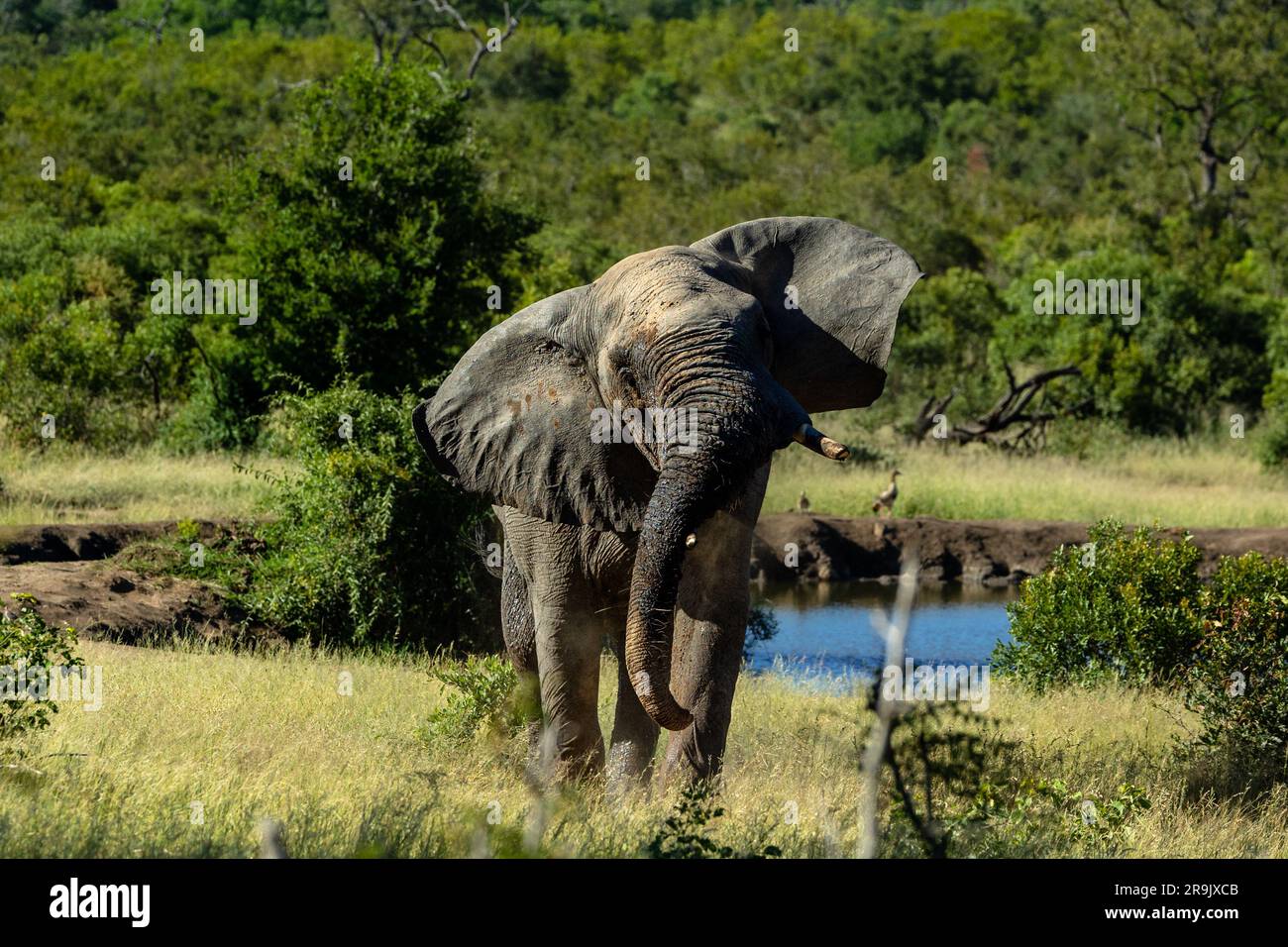 Ein Elefant, Loxodonta africana, schüttelt seinen Kopf. Stockfoto