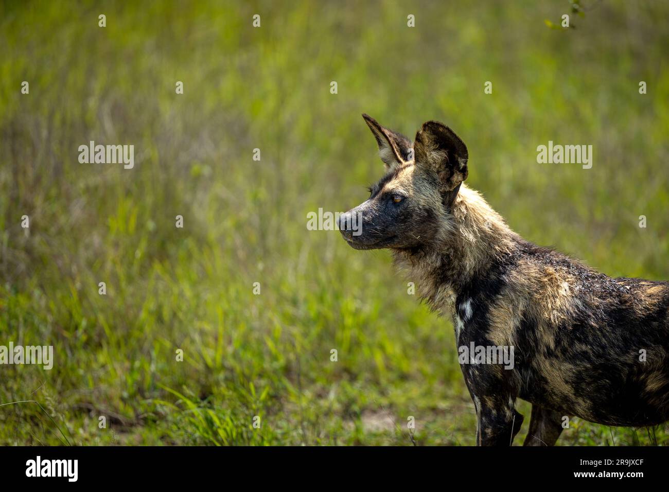 Ein wilder Hund, Lycaon Pictus, der im Gras steht. Stockfoto