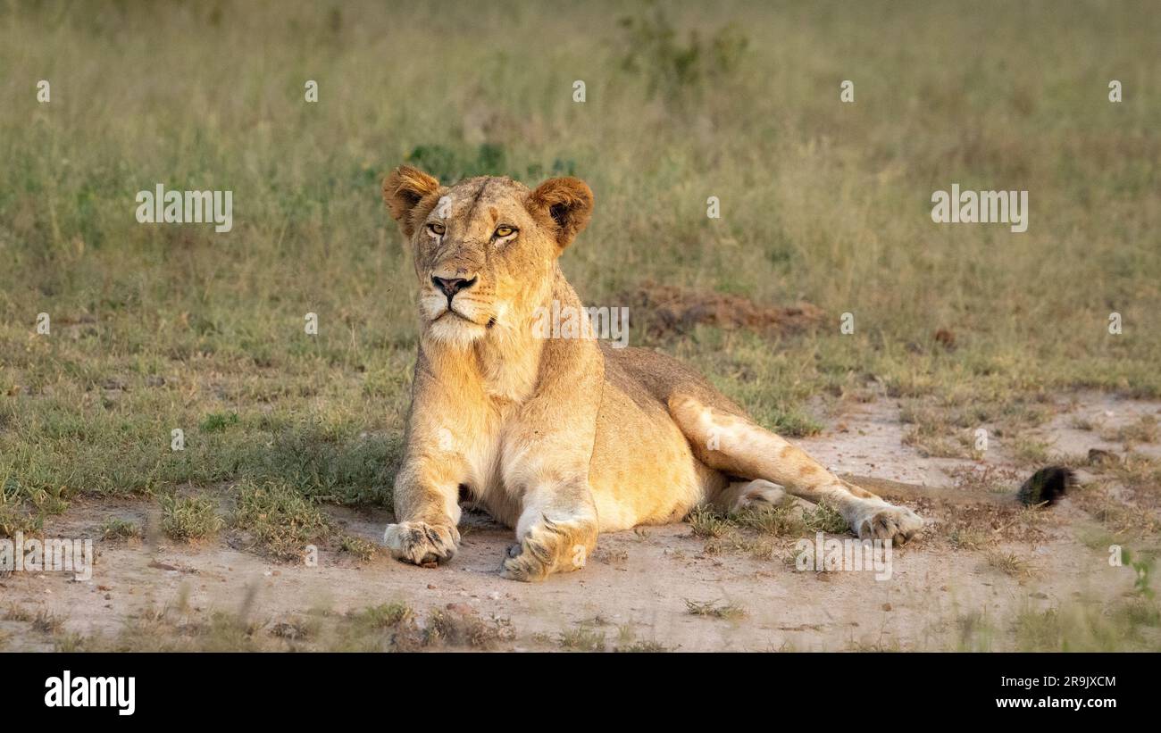 Eine Löwin, Panthera leo, liegt auf dem Boden. Stockfoto