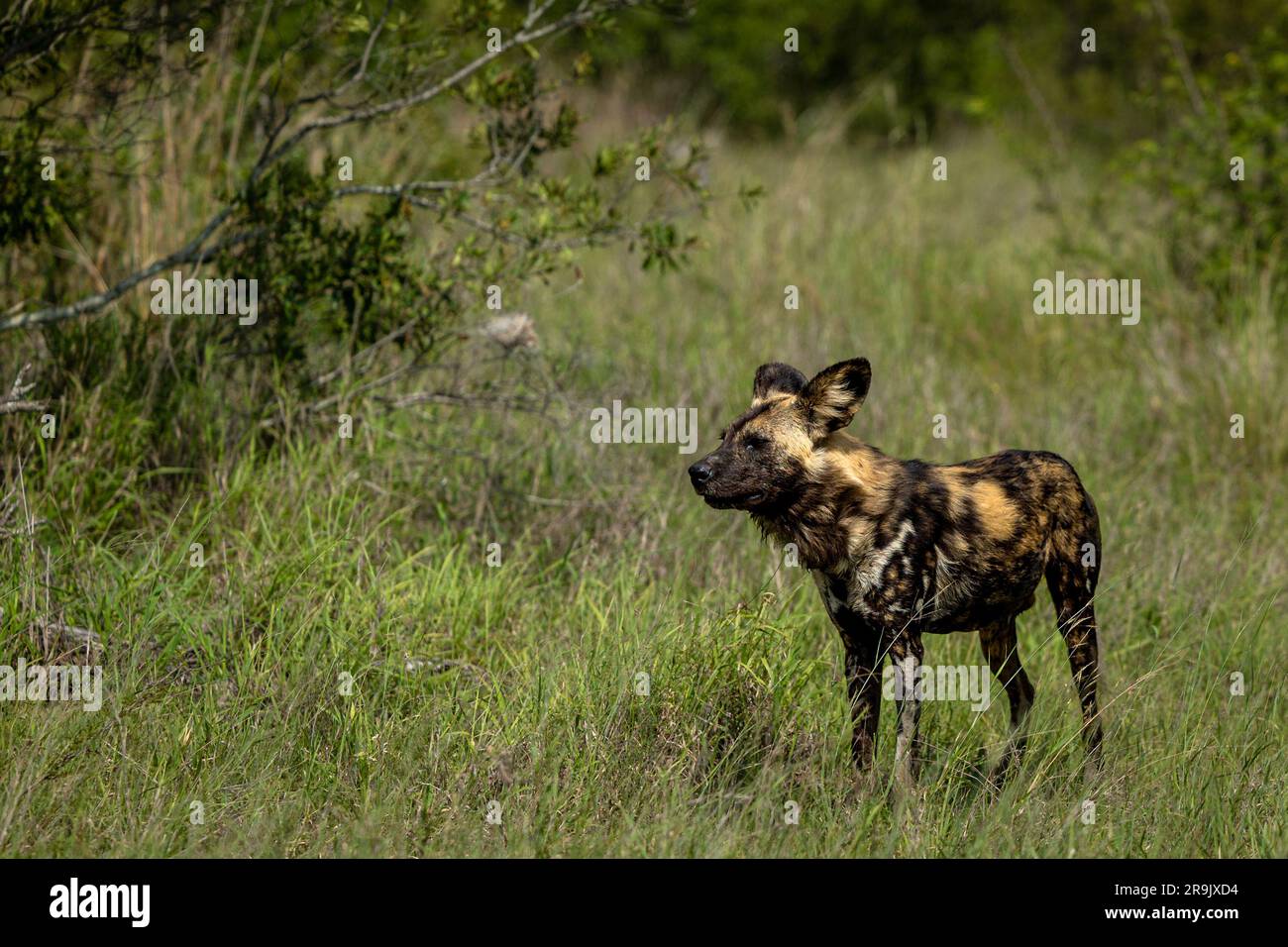 Ein wilder Hund, Lycaon Pictus, der im Gras steht. Stockfoto