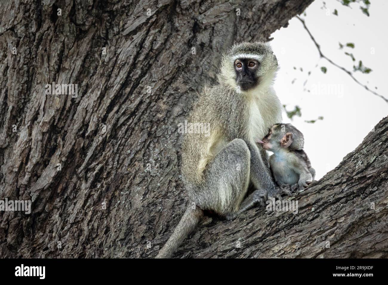 Ein Baby-Vervet-Affe, Chlorocebus pygerythrus, stillen. Stockfoto