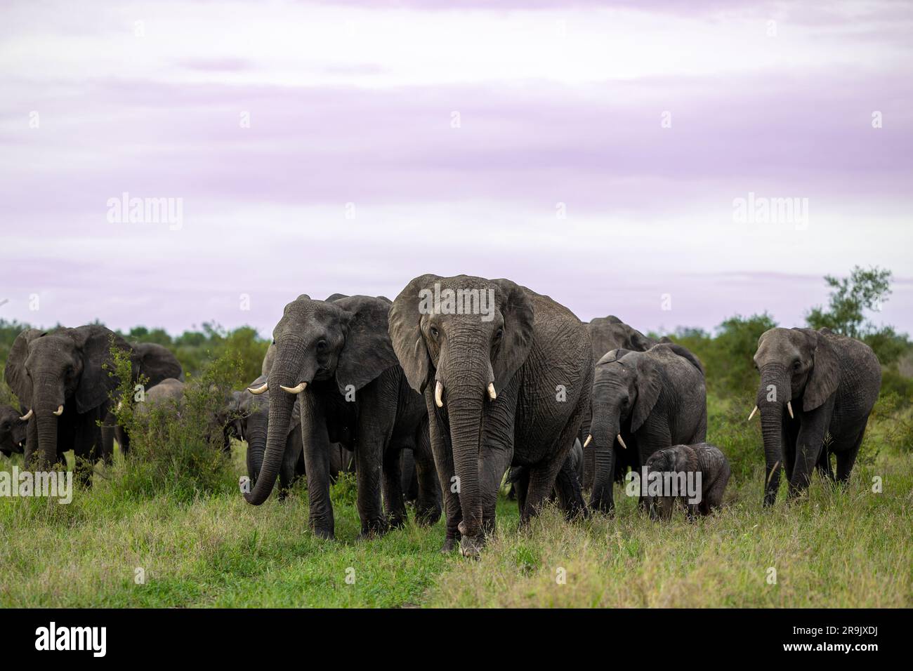 Eine Elefantenherde, Loxodonta africana, die durch das Gras läuft. Stockfoto