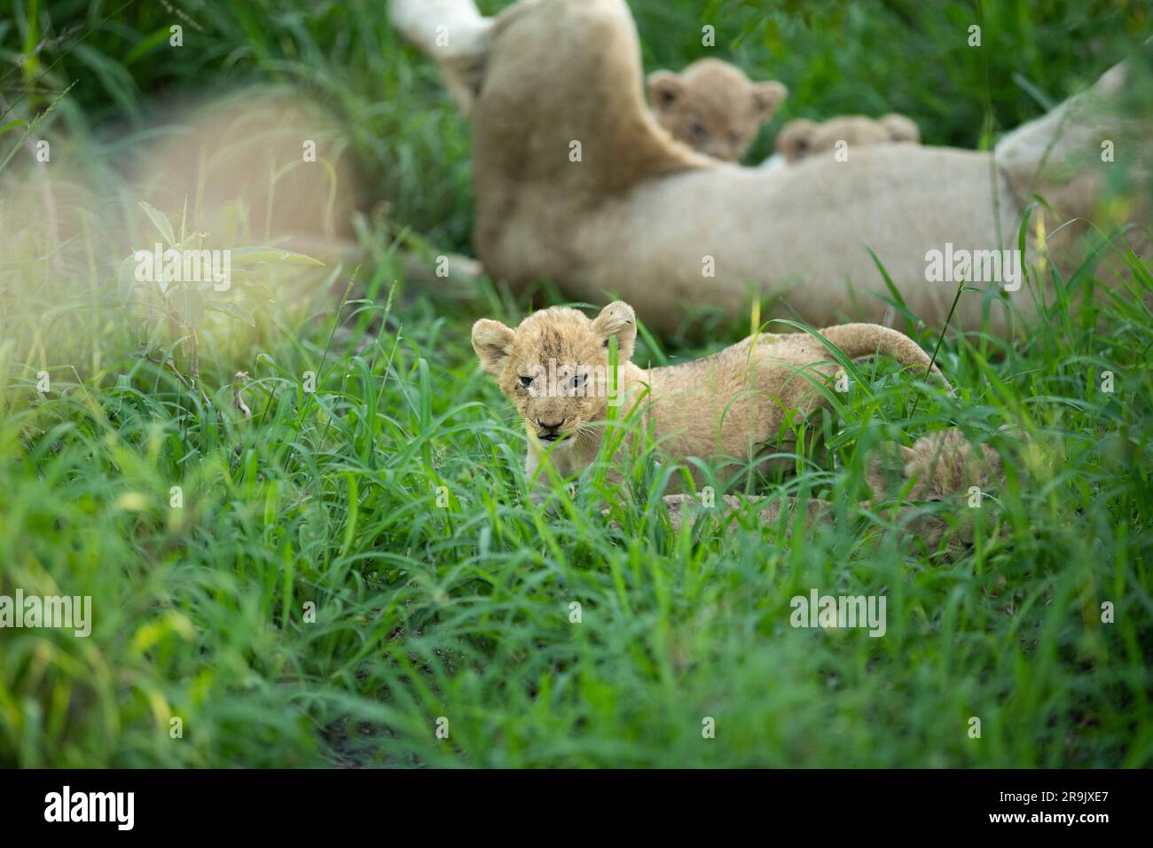 Löwenjungen, Pathera leo, liegen mit ihrer Mutter im langen Gras. Stockfoto