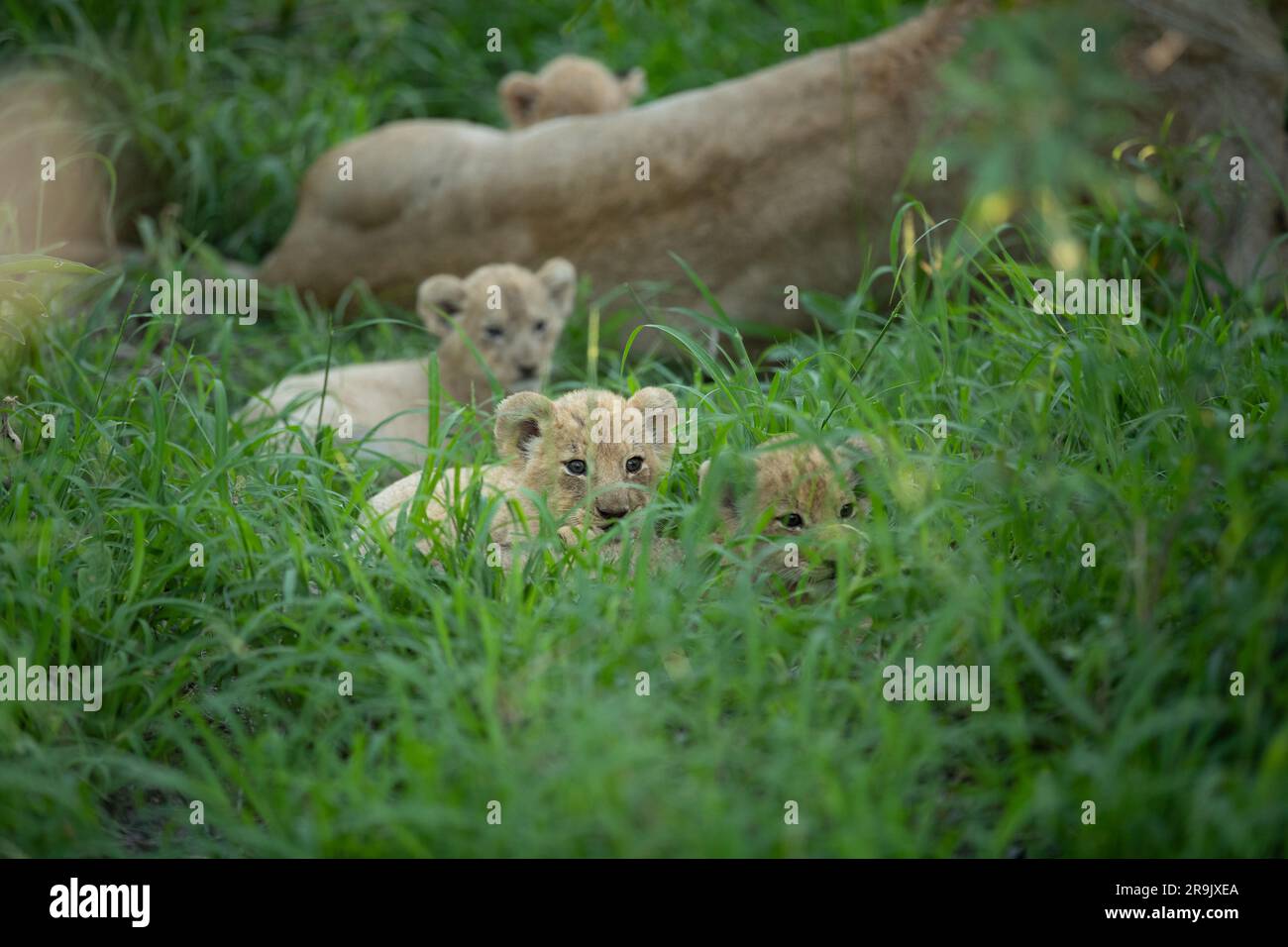 Löwenjungen, Pathera leo, liegen mit ihrer Mutter im langen Gras. Stockfoto