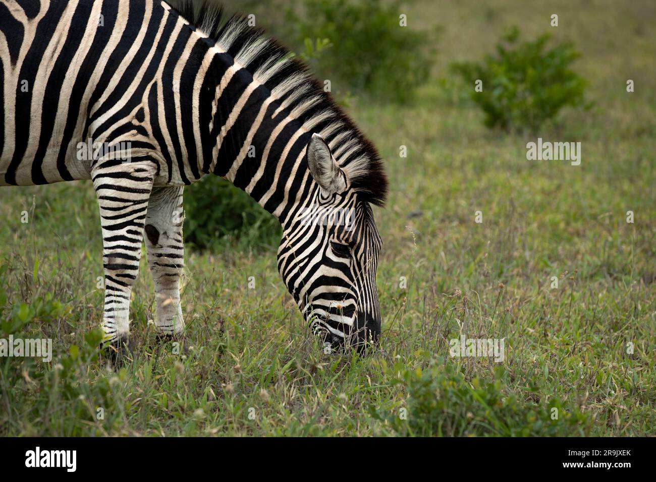 Ein Zebra, Equus Quagga, grast auf Gras. Stockfoto