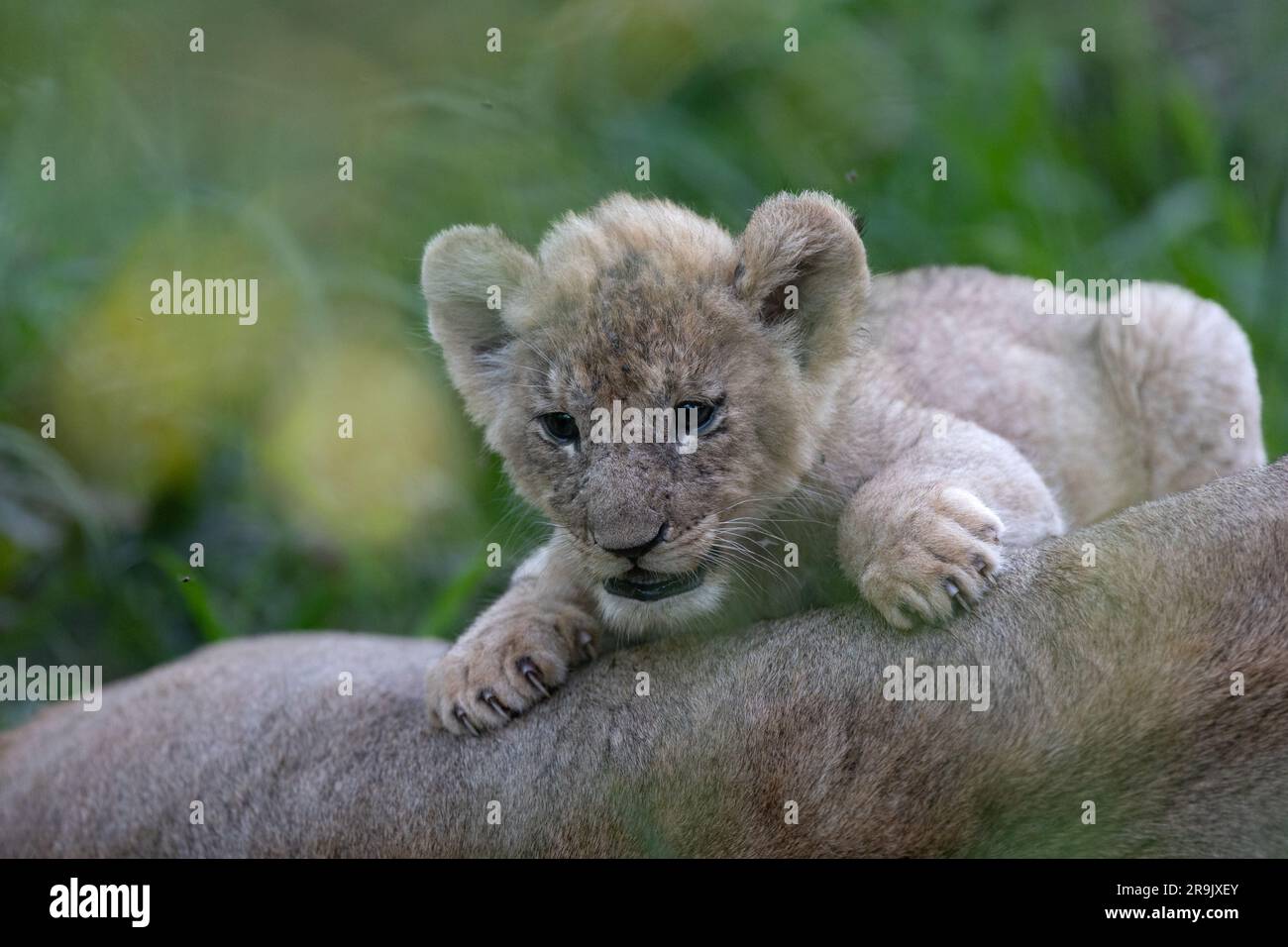 Ein Löwenjunges, Panthera leo, neben seiner Mutter. Stockfoto