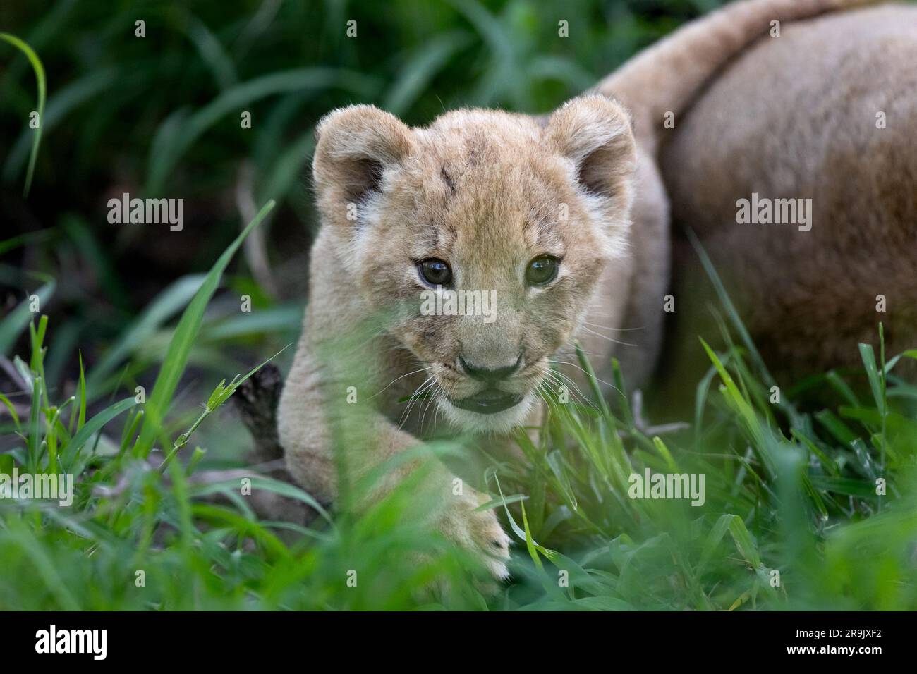 Ein Löwenjunges, Panthera leo, neben seiner Mutter. Stockfoto