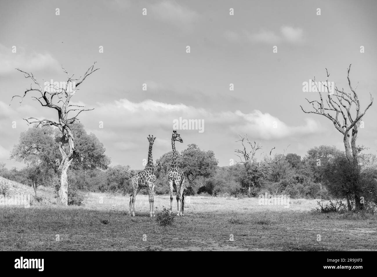 Zwei Giraffen, Giraffa, stehen zusammen auf einer Lichtung, zwischen Bleiholzbäumen, in Schwarz und Weiß. Stockfoto