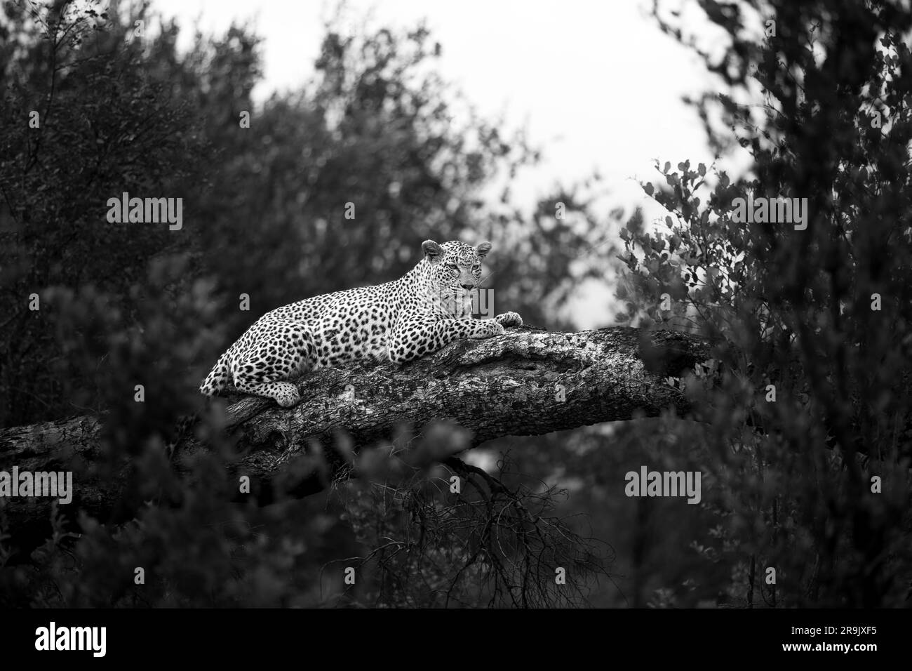 Eine Leopardin, Panthera Pardus, liegt auf einem Marula-Baum. Stockfoto
