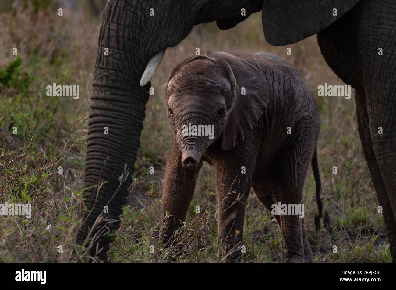 Ein Elefantenbaby, Loxodonta africana, eingerahmt von seiner Mutter. Stockfoto