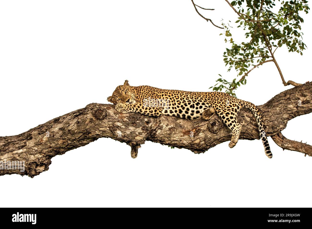 Ein männlicher Leopard, Panthera pardus, der in einem Marula-Baum schläft, Sclerocarya Birrea. Stockfoto