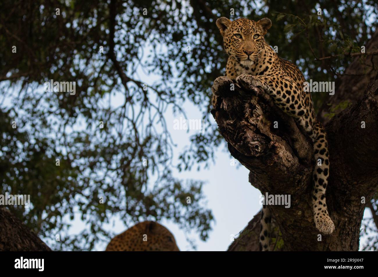 Ein Leopard, Panthera Pardus, ruht auf einem Ast und blickt nach außen. Stockfoto