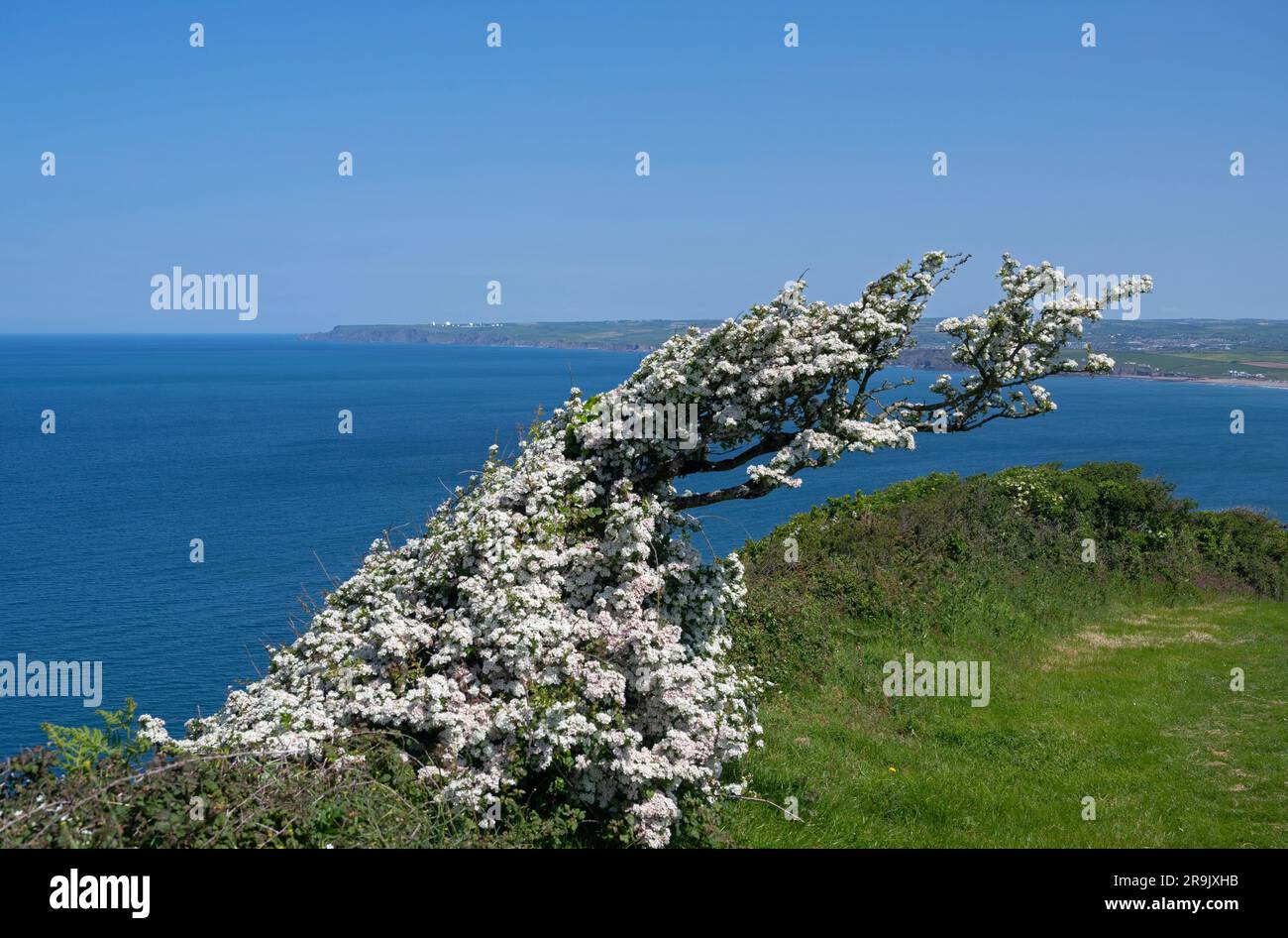 Hawthorn: Crataegus monogyna. Vom Wind beeinflusste Form. North Cornwall, Großbritannien. Stockfoto