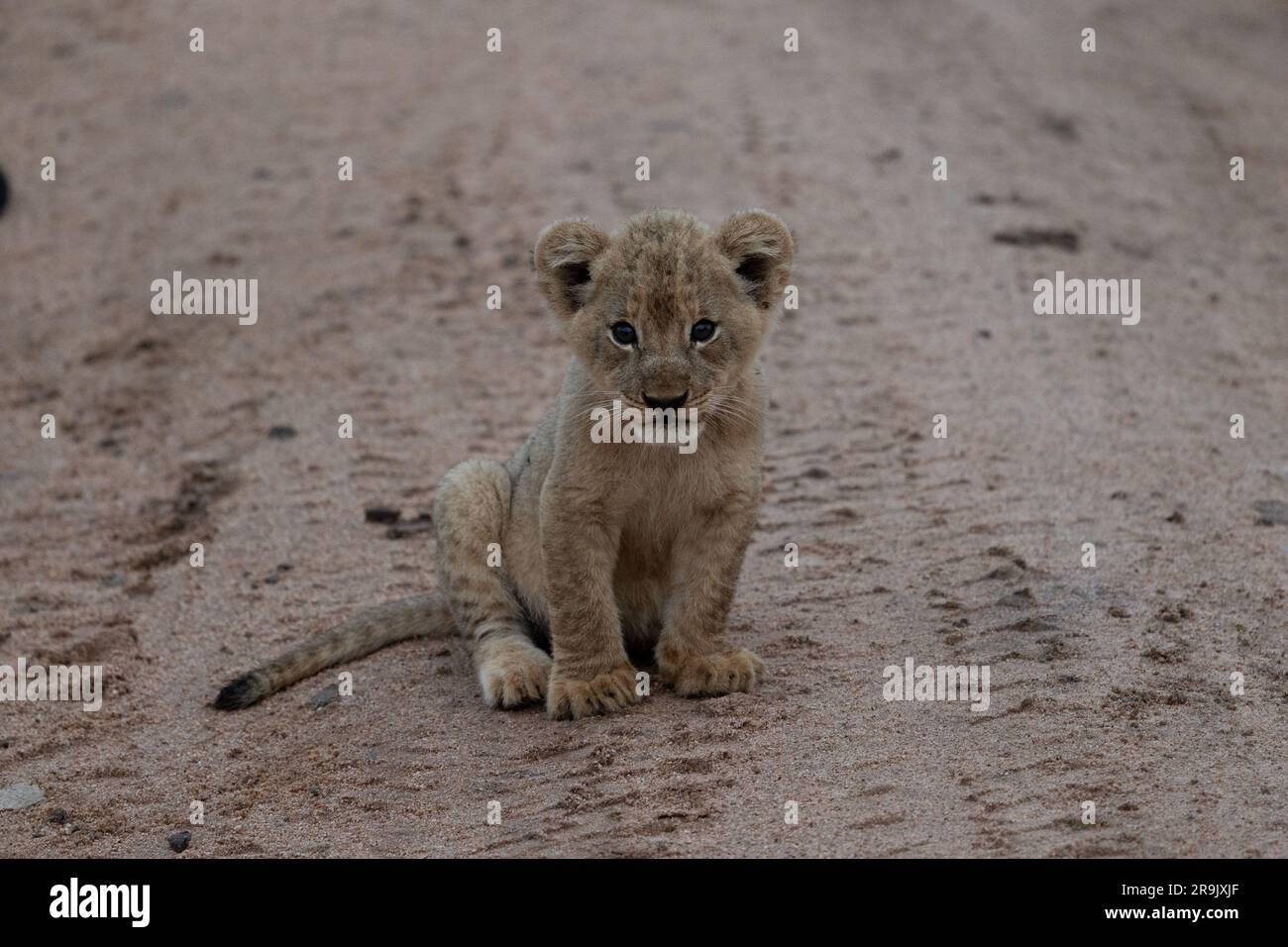 Ein Löwenjunges, Panthera leo, sitzt auf dem Boden, mit direktem Blick. Stockfoto