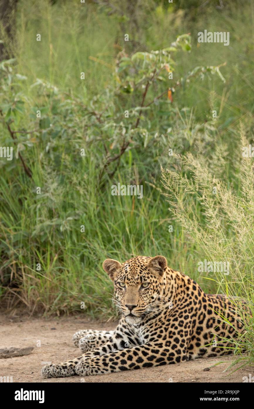 Ein männlicher Leopard, Panthera Pardus, der auf dem Boden liegt, mit direktem Blick. Stockfoto