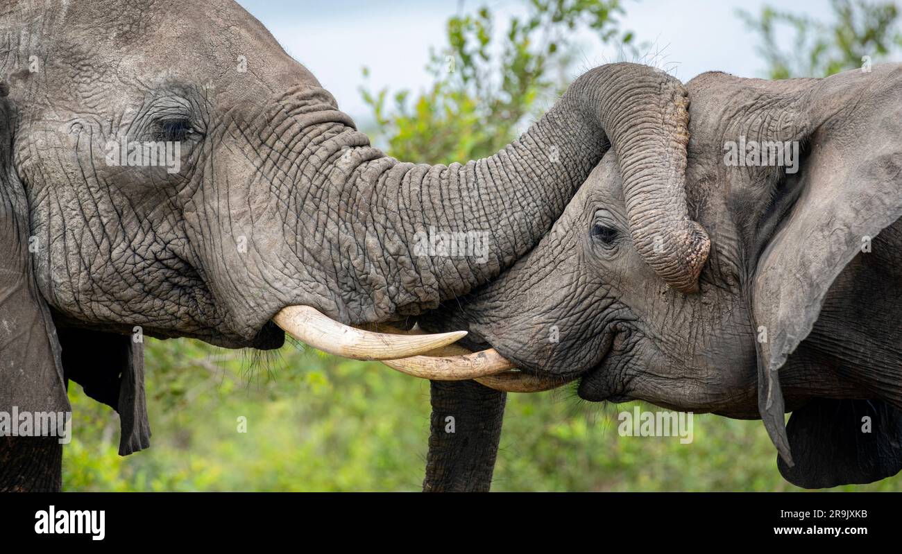 Zwei Elefanten, Loxodonta africana, begrüßen einander. Stockfoto