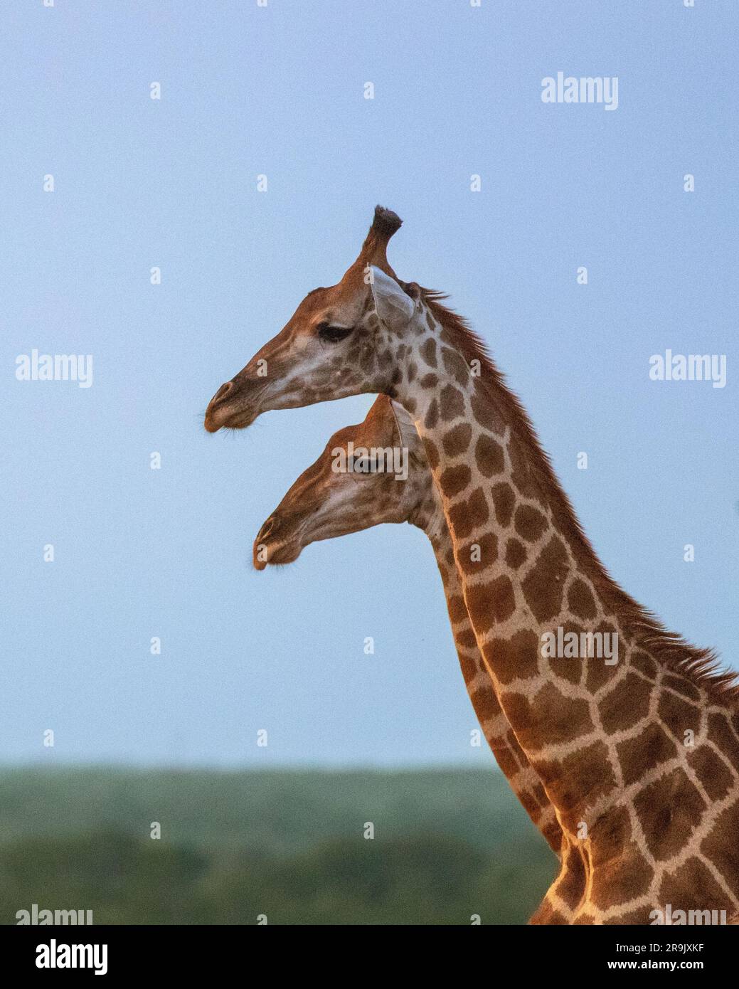 Das Seitenprofil von zwei Giraffen, Giraffa, die nebeneinander stehen. Stockfoto