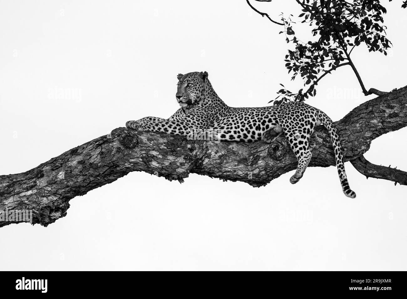 Ein männlicher Leopard, Panthera pardus, der in einem Marula-Baum liegt, Sclerocarya Birrea, schwarz-weiß. Stockfoto