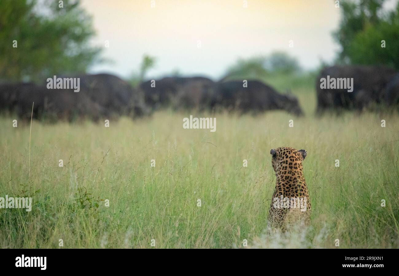 Ein männlicher Leopard, Panthera Pardus, der eine Büffelherde, Syncerus Caffer, in langem Gras verfolgt. Stockfoto