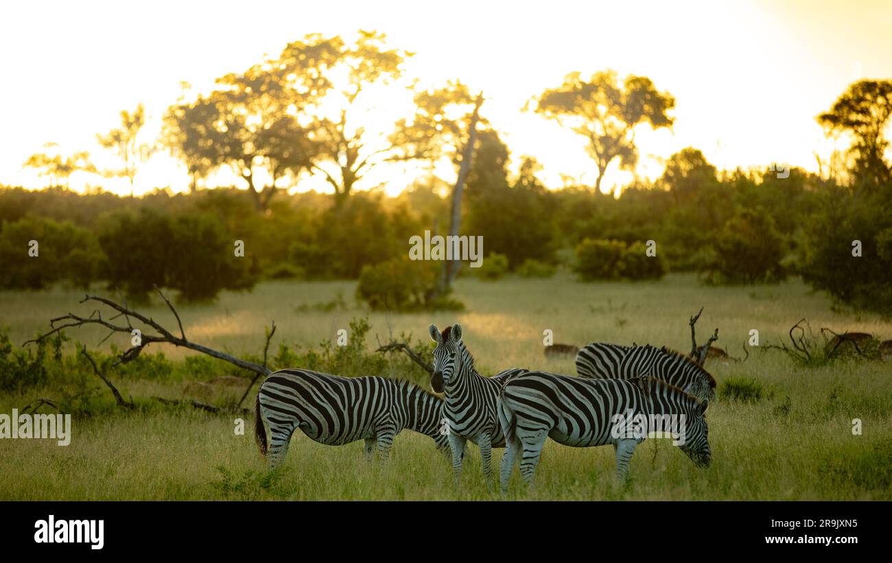 Ein Blitz von Zebra, Equus Quagga, grast auf Gras, während des Sonnenuntergangs. Stockfoto