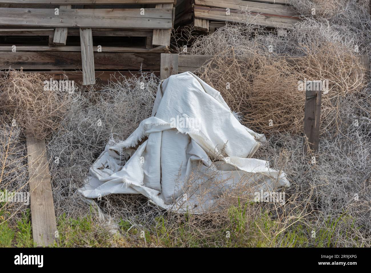 Sagebrush (Fallkraut) und gerissene Plane, alte Holzkisten dahinter, Washigton, USA Stockfoto