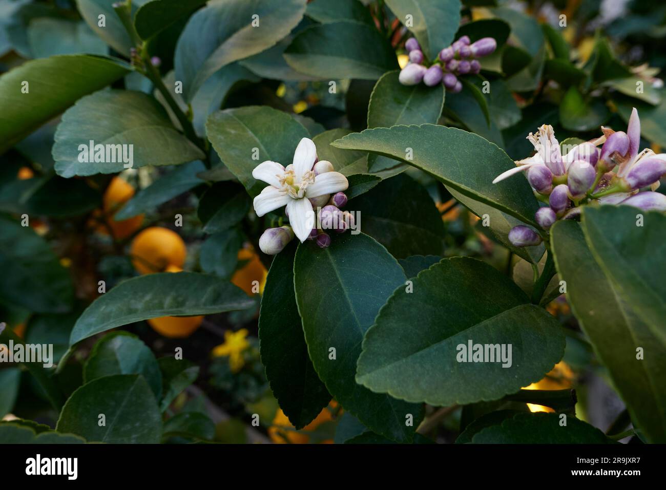 Duftende Orangenblüte Stockfoto