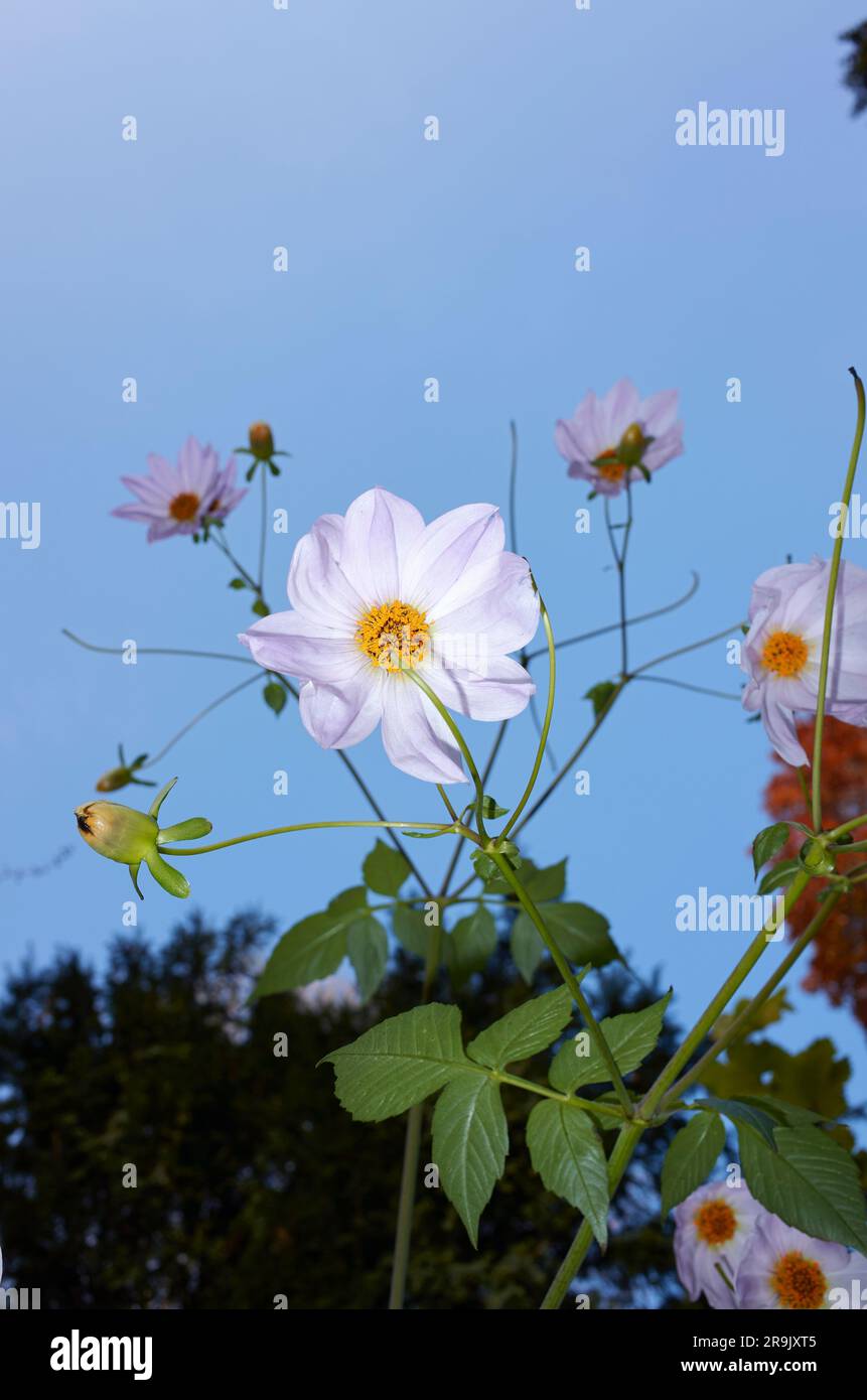 Dahlia imperialis Blätter und Blumen Stockfoto