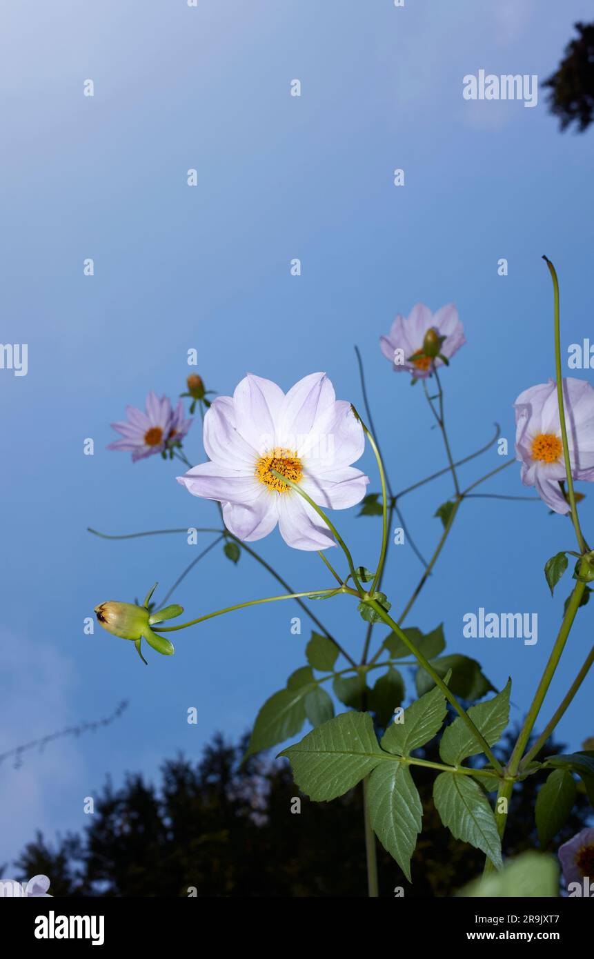 Dahlia imperialis Blätter und Blumen Stockfoto