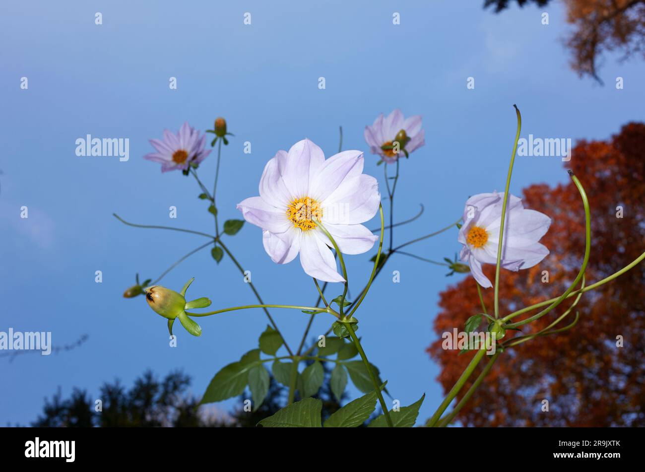 Dahlia imperialis Blätter und Blumen Stockfoto