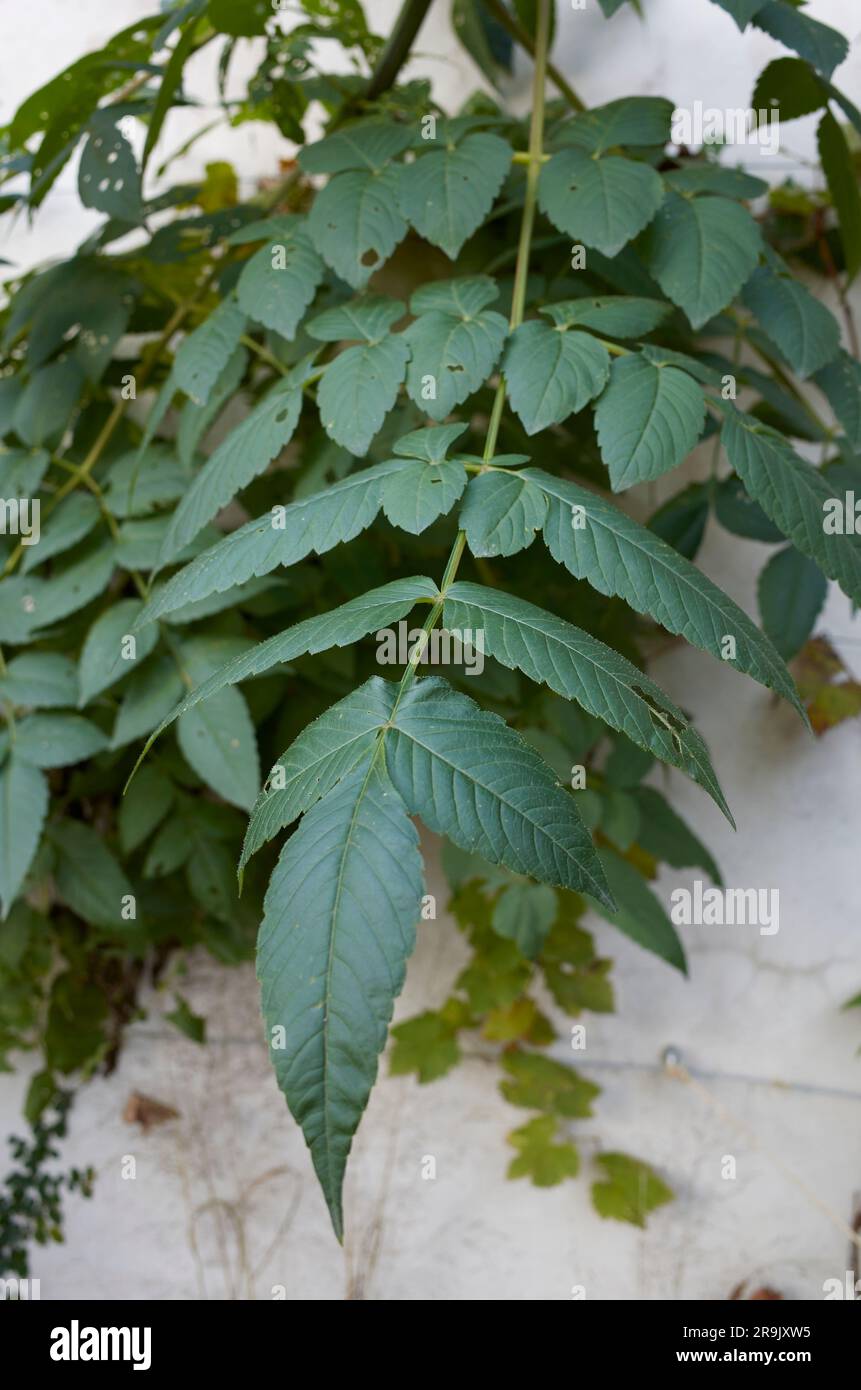 Dahlia imperialis Blätter und Blumen Stockfoto