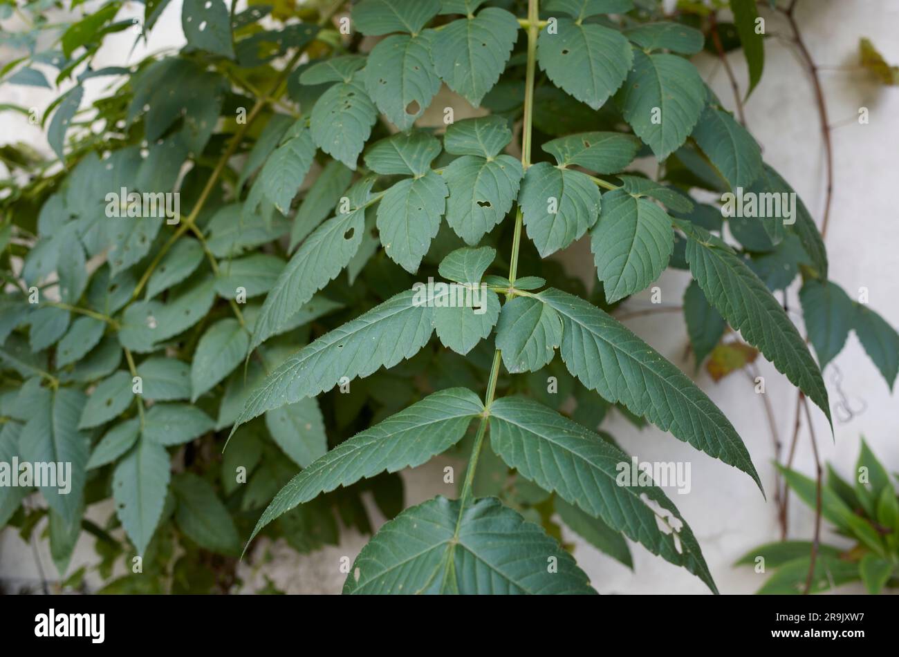 Dahlia imperialis Blätter und Blumen Stockfoto